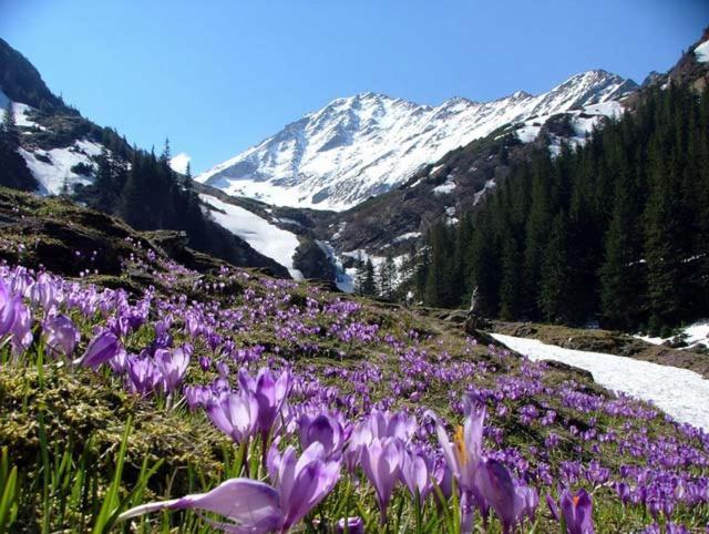 Appartamento Avantgarden Brasov, Perfect - 1